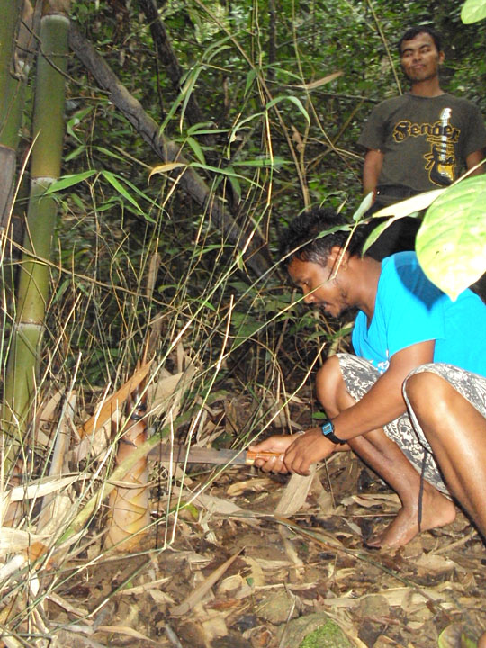 Cutting bamboo