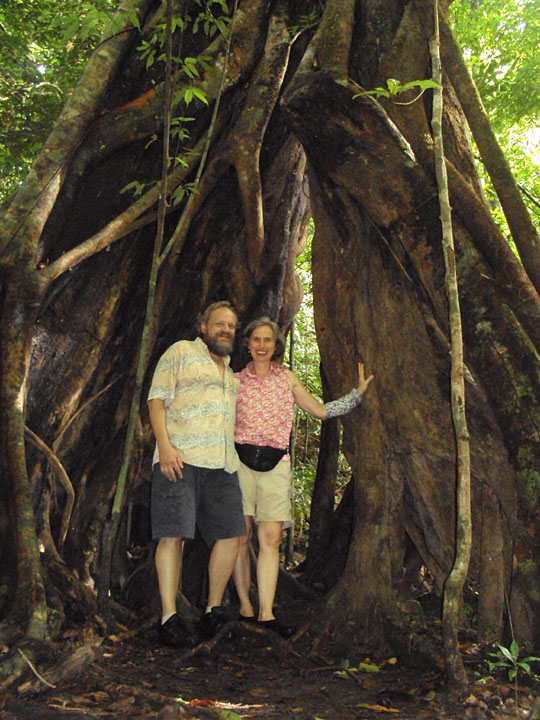 Banyon Tree