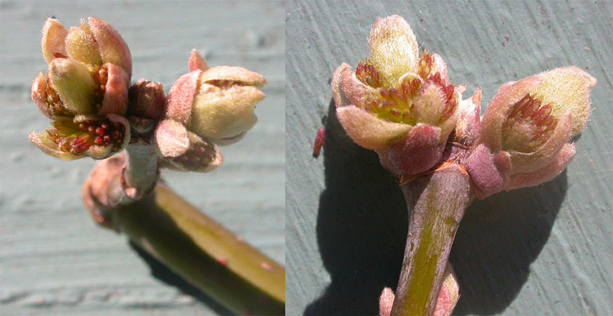 boxelder flowers