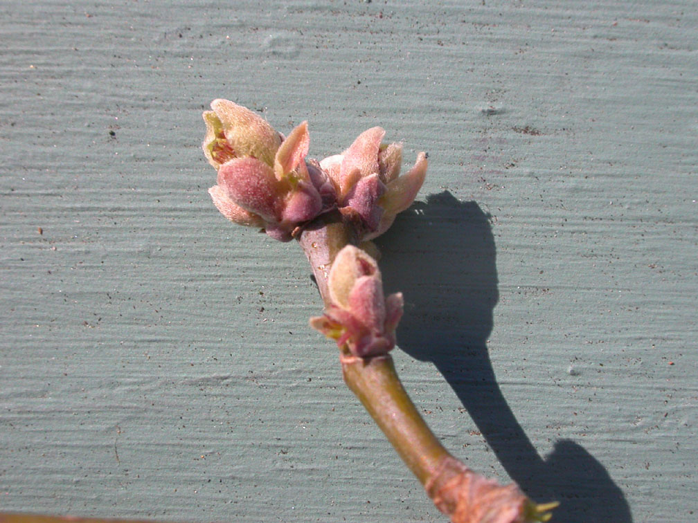 Boxelder twig