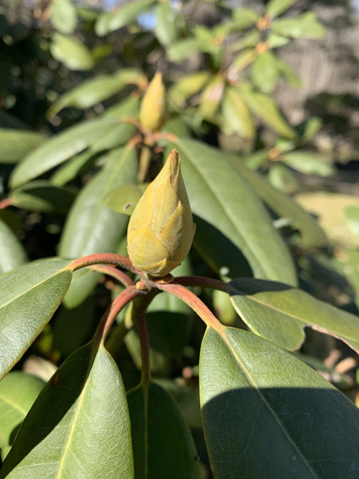 Rhododendron