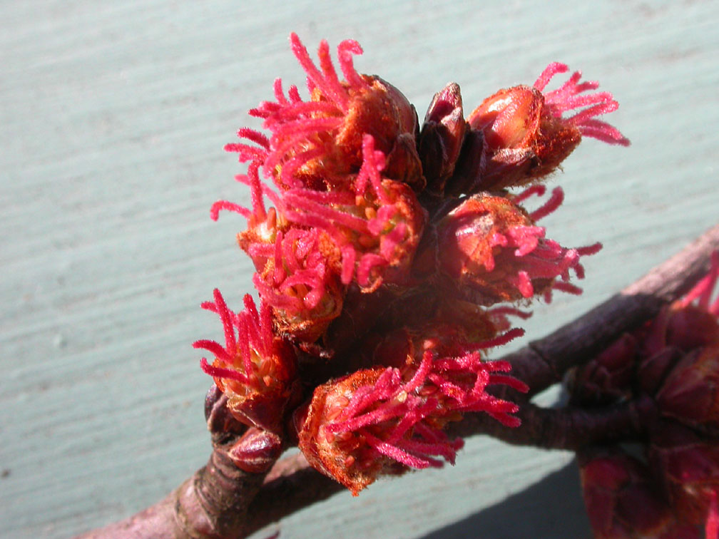 red maple flowers