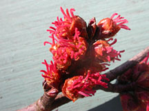 Red maple flowers