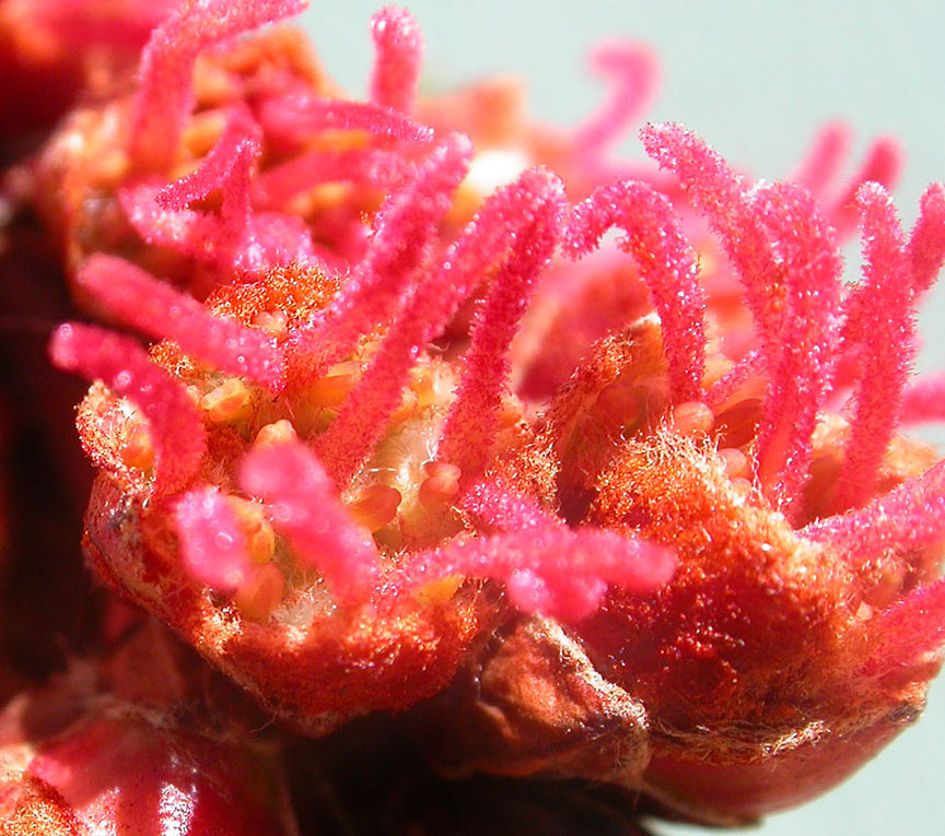 red maple flowers - close up