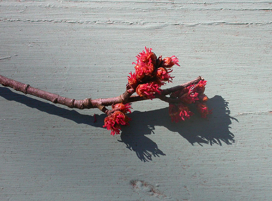 red maple twig