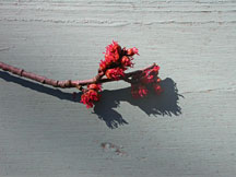 Red maple twig