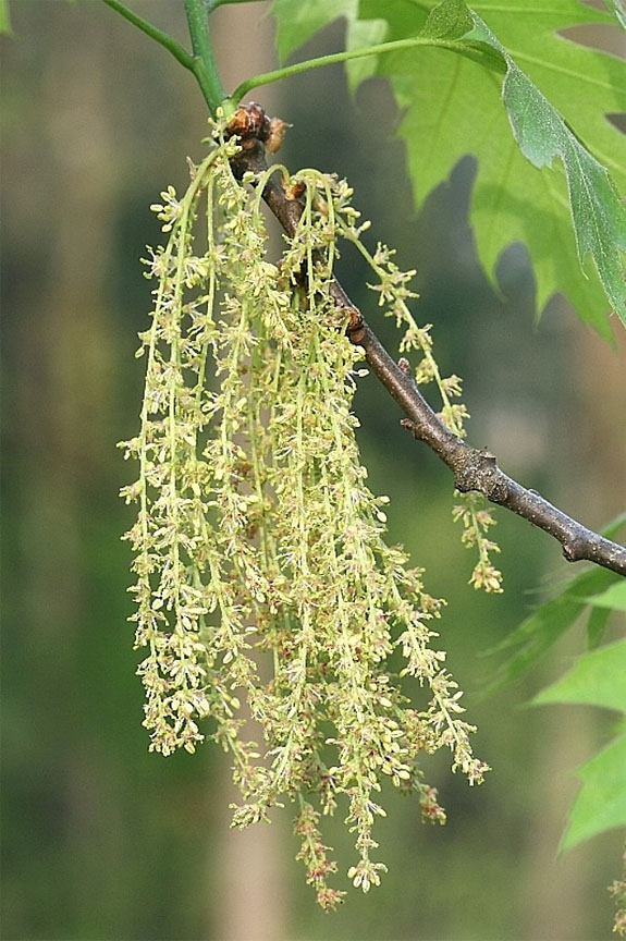 oak flowers