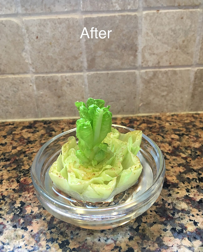 Lettuce after