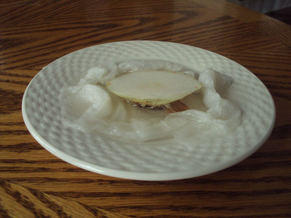 Onion in a dish