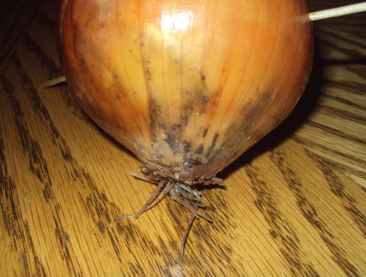 Onion roots