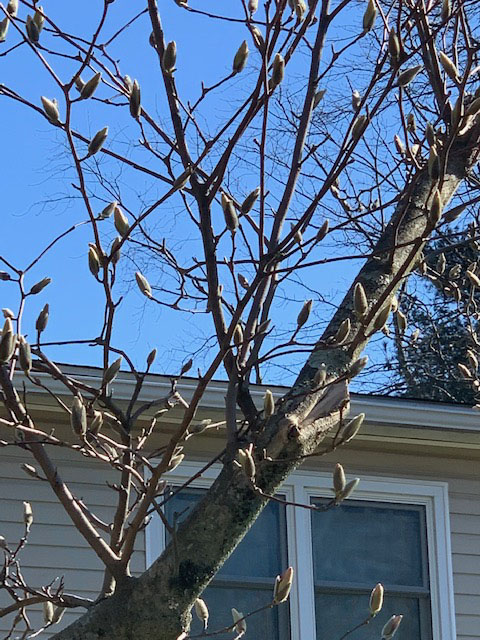 Leaf Buds