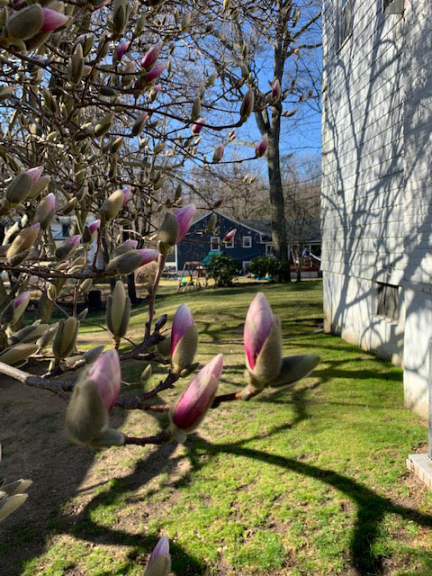 Flower Buds