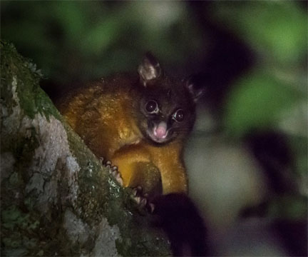 Common brushtail, coppery form