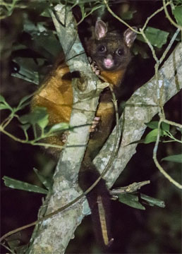 Common brushtail, coppery form