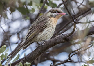 Spiney-faced Honeyeater