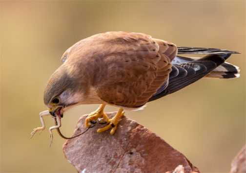 Nankeen Kestral