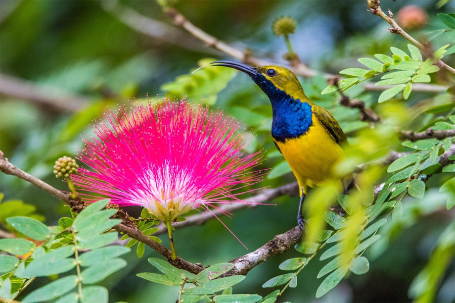 Sunbird