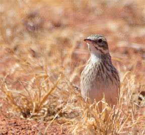 Pipit