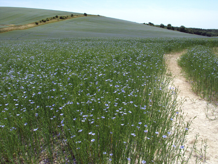 Flax field