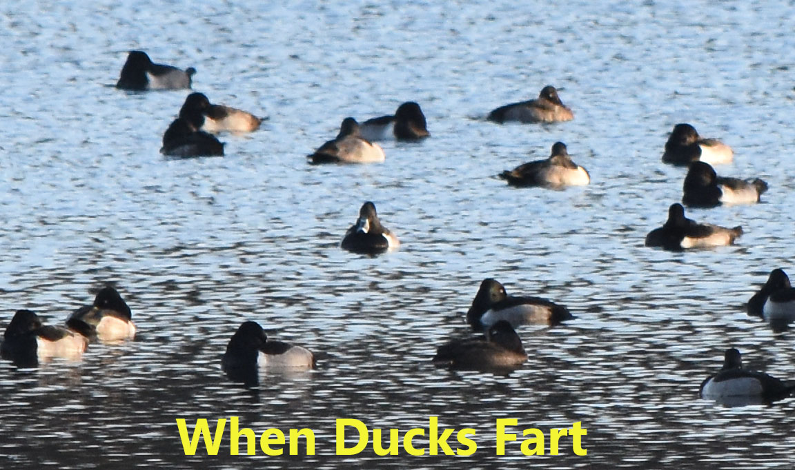 When ducks fart