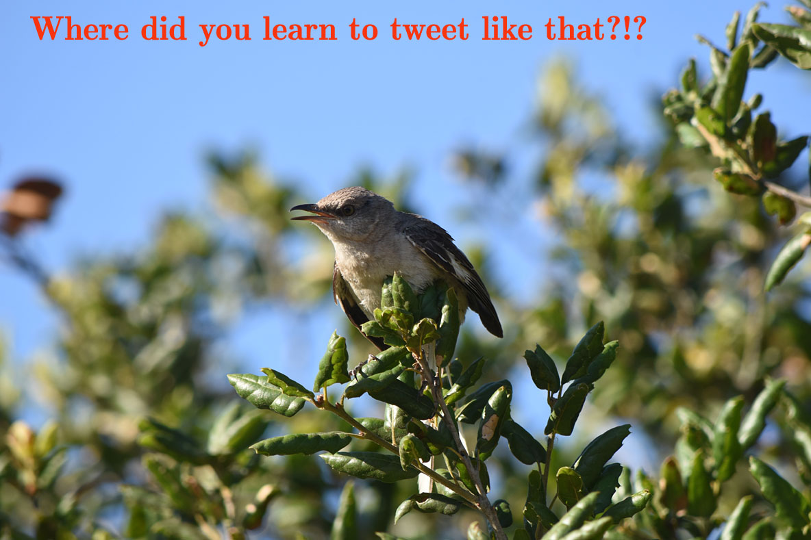 Mockingbird Scold 1