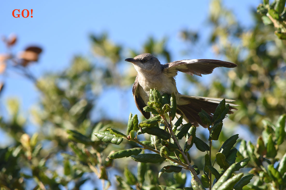 Mockingbird Scold 3