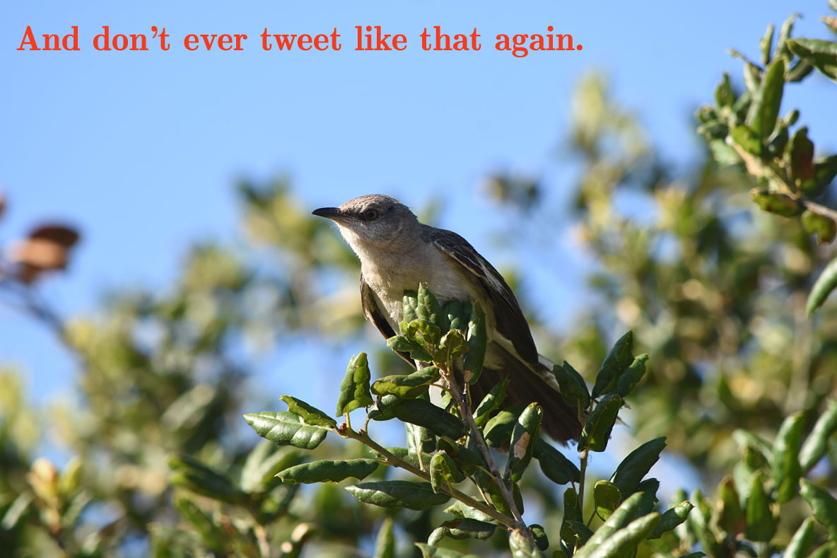 Mockingbird Scold 4