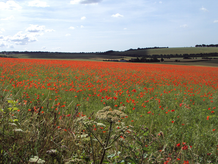 Poppies