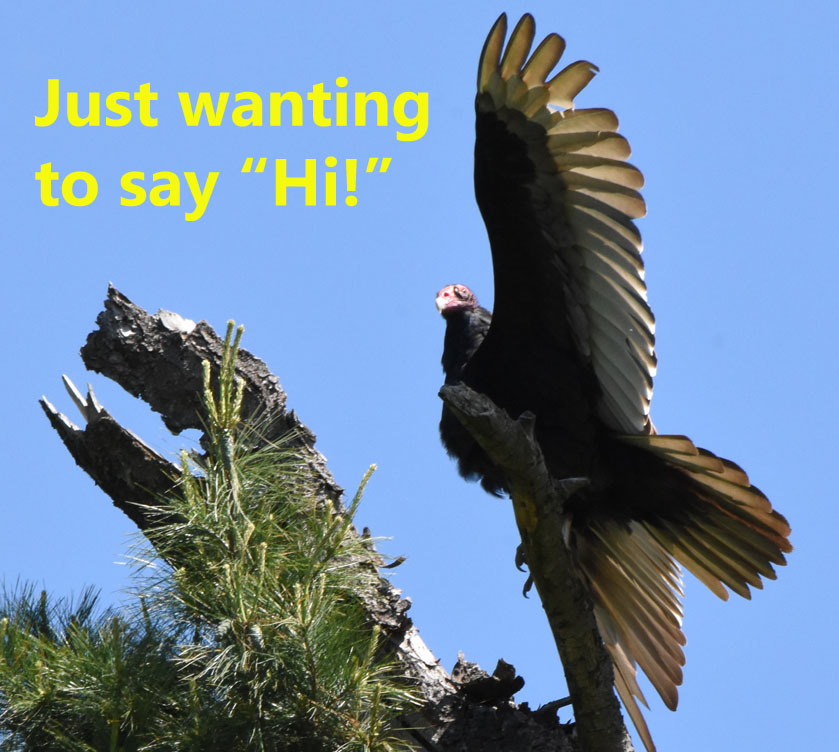 Terri the Turkey Vulture Says "Hi!"